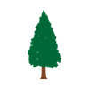杉の木